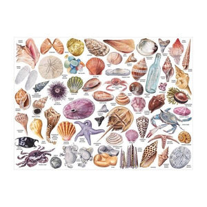 Finished puzzle featuring illustrations of different beach treasures such as shells and seaglass with labels. 